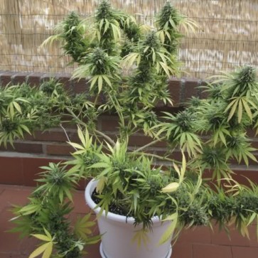 Семена конопли Auto Somango Feminised